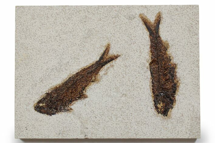 Two Detailed Fossil Fish (Knightia) - Wyoming #349239